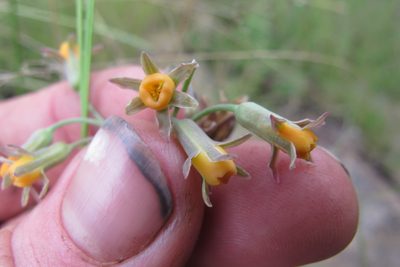 Tulbaghia acutiloba, photographed by James Deacon