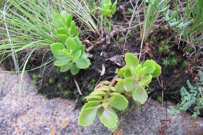 Coleus subspicatus, photographed by James Deacon