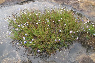 Linderniella wilmsii, photographed by James Deacon