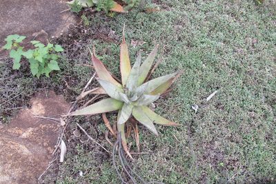 Aloe petricola, photographed by James Deacon
