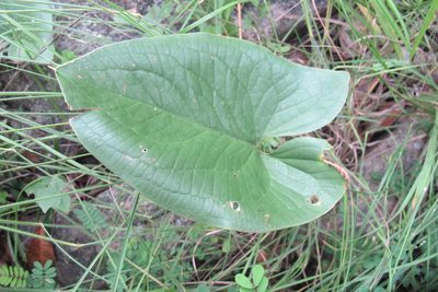 Stylochaeton natalense, photographed by James Deacon