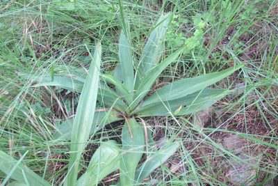 Ledebouria zebrina, photographed by James Deacon