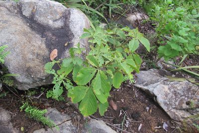 Cyphostemma woodii, photographed by James Deacon