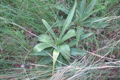 Ledebouria zebrina, photographed by James Deacon