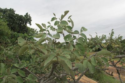 Lannea discolor, photographed by James Deacon