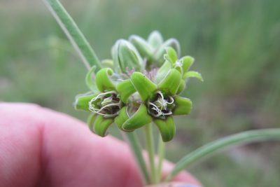Raphionacme galpinii, photographed by James Deacon