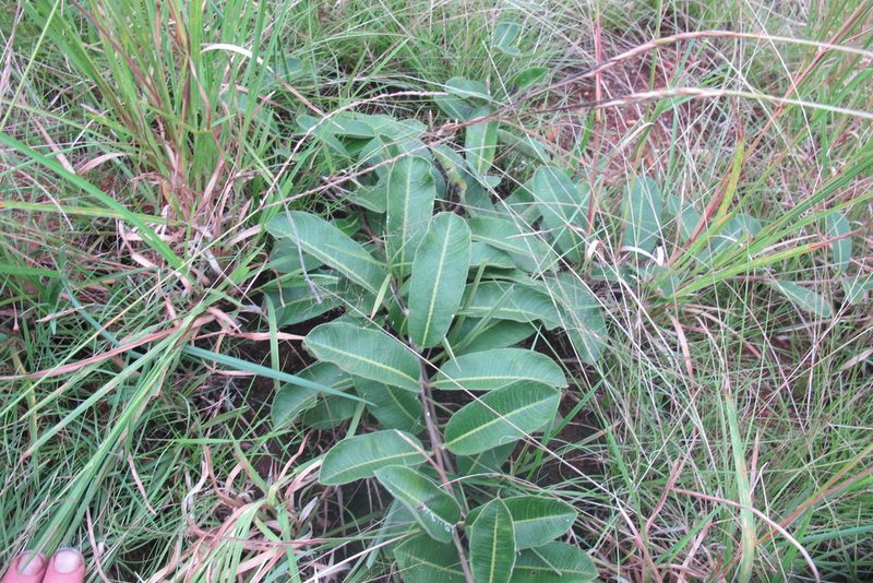 Raphionacme procumbens, photographed by James Deacon