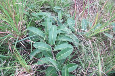 Raphionacme procumbens, photographed by James Deacon