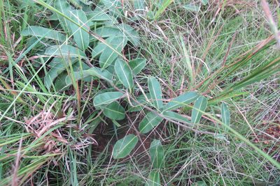 Raphionacme procumbens, photographed by James Deacon