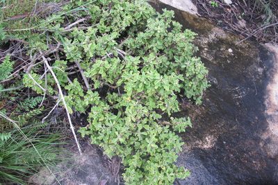 Coleus subspicatus, photographed by James Deacon