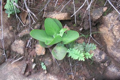 Kalanchoe paniculata, photographed by James Deacon