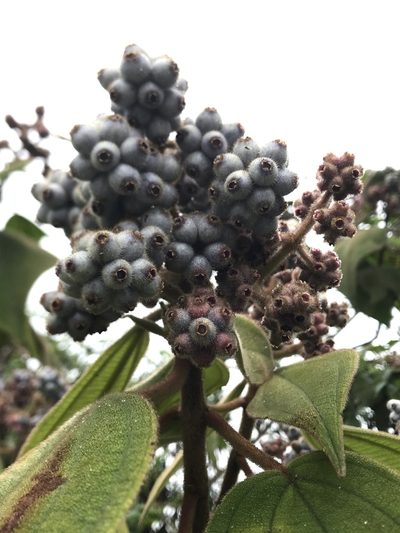 Miconia crinita, photographed by Nicolás Baresch Uribe