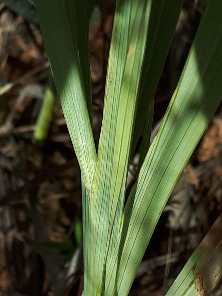 Gladiolus rehmannii, photographed by Manuel R Popp