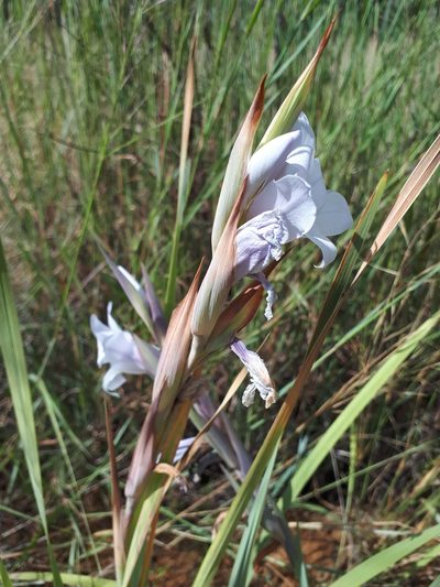 Gladiolus rehmannii, photographed by Manuel R Popp