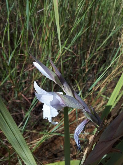 Gladiolus rehmannii, photographed by Manuel R Popp