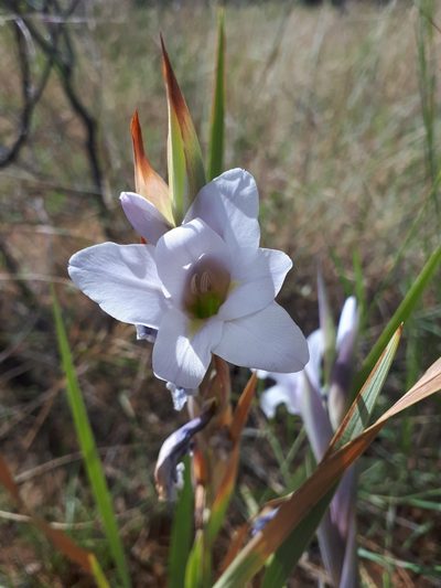 Gladiolus rehmannii, photographed by Manuel R Popp