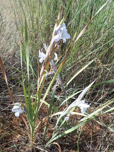 Gladiolus rehmannii, photographed by Manuel R Popp