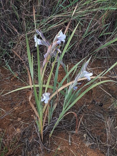 Gladiolus rehmannii, photographed by Manuel R Popp