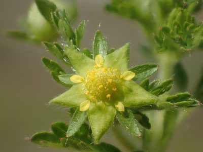 Potentilla heynei, photographed by 葉子