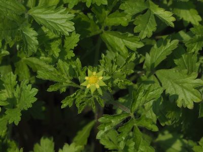 Potentilla heynei, photographed by 葉子