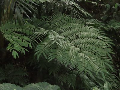 Angiopteris lygodiifolia, photographed by chiuluan