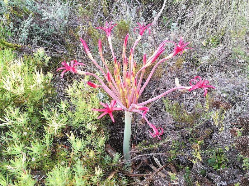 Brunsvigia litoralis, photographed by chrishorak