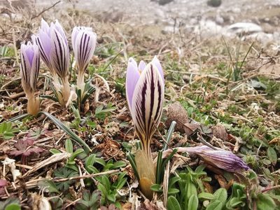 Crocus variegatus, photographed by oenothera95