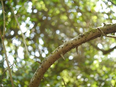 Elaeagnus latifolia, photographed by Dinesh Valke