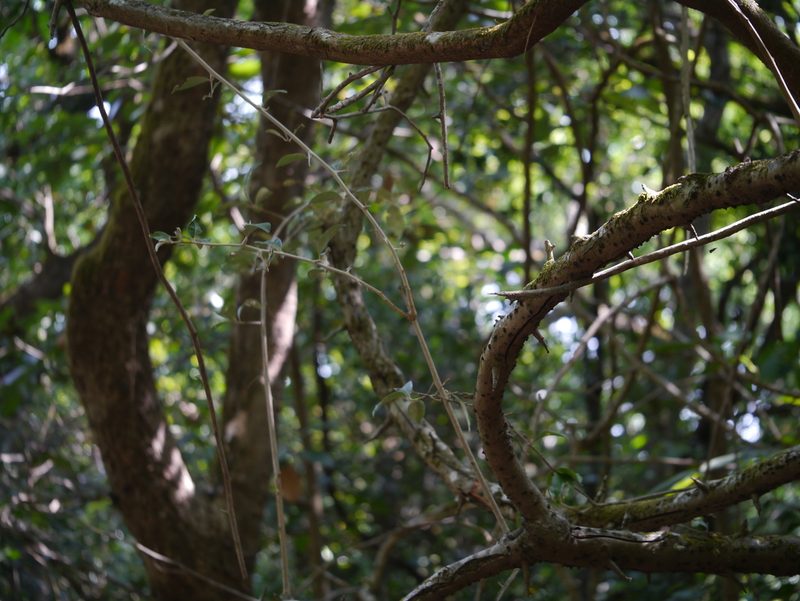 Elaeagnus latifolia, photographed by Dinesh Valke