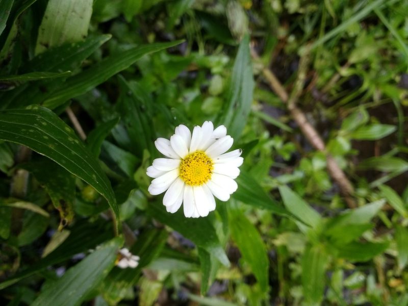 Jaegeria bellidiflora, photographed by rociojgo