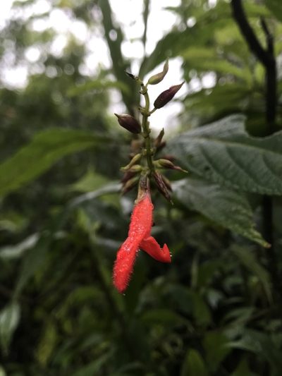 Salvia rufula, photographed by Nicolás Baresch Uribe
