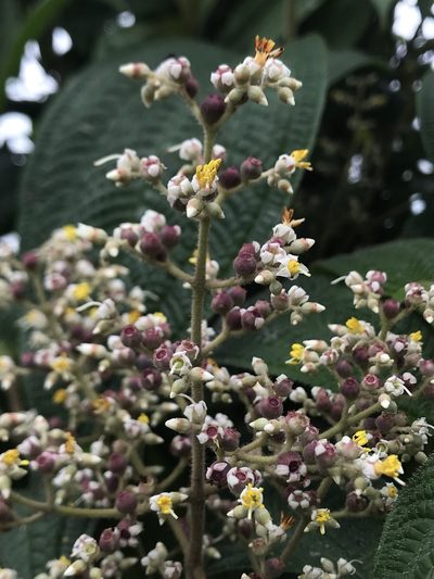 Miconia subseriata, photographed by Nicolás Baresch Uribe