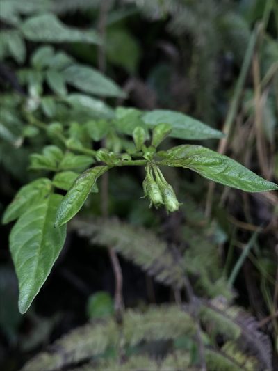 Solanum sodiroi, photographed by Nicolás Baresch Uribe