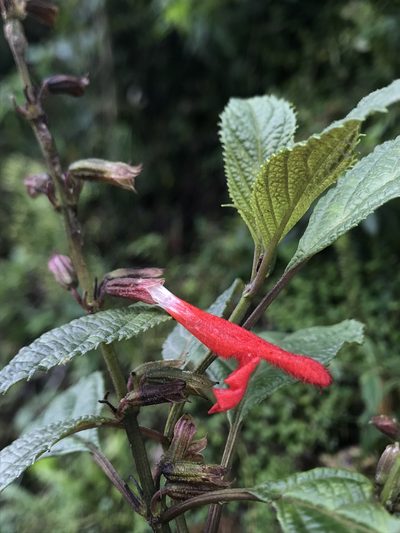 Salvia rufula, photographed by Nicolás Baresch Uribe