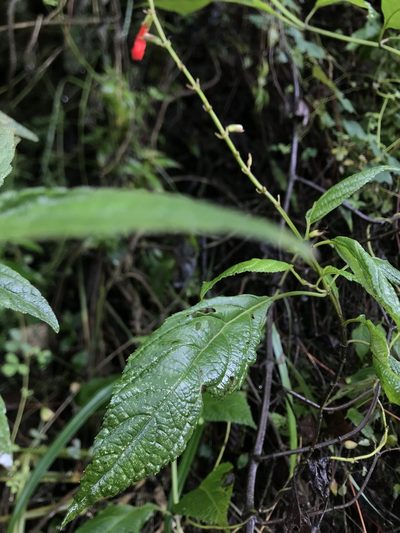 Salvia rufula, photographed by Nicolás Baresch Uribe