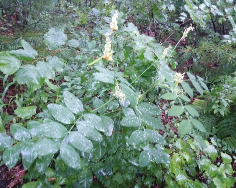 Lathyrus davidii, photographed by Николай Соболев