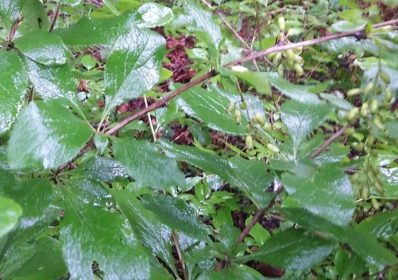 Berberis amurensis, photographed by Николай Соболев