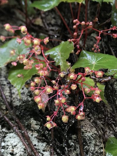Begonia tropaeolifolia, photographed by Nicolás Baresch Uribe