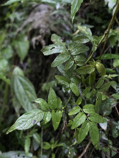 Solanum sodiroi, photographed by Nicolás Baresch Uribe
