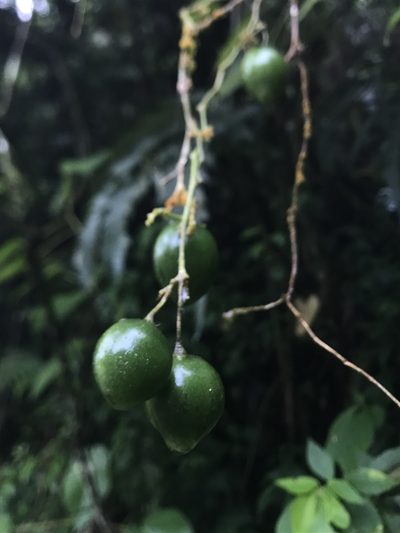 Solanum sodiroi, photographed by Nicolás Baresch Uribe
