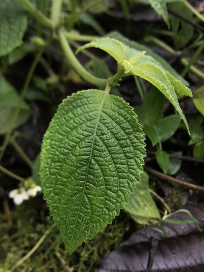 Klaprothia mentzelioides, photographed by Nicolás Baresch Uribe