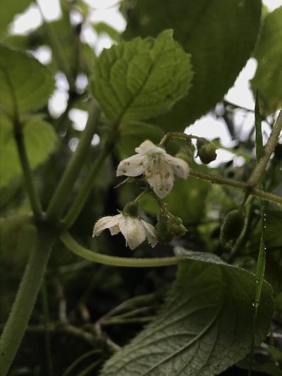 Klaprothia mentzelioides, photographed by Nicolás Baresch Uribe