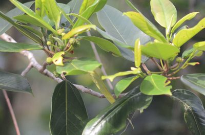 Coussapoa microcarpa, photographed by B. Phalan