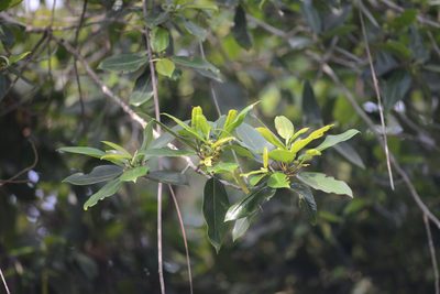 Coussapoa microcarpa, photographed by B. Phalan