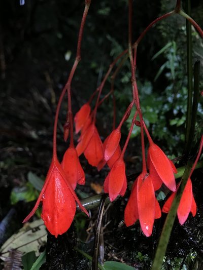 Begonia ferruginea, photographed by Nicolás Baresch Uribe