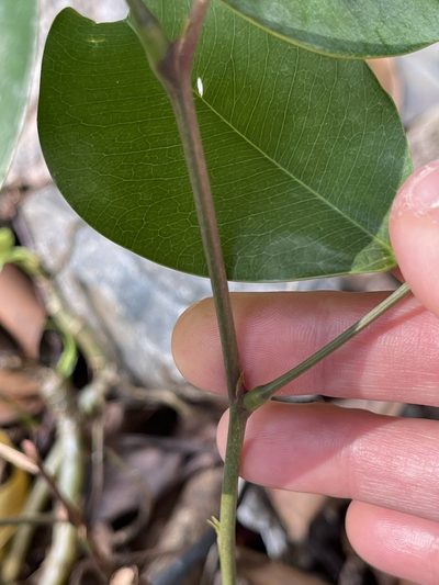 Lysidice rhodostegia, photographed by Yj