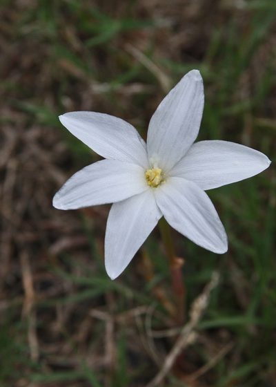 Zephyranthes traubii, photographed by Terry Woodward