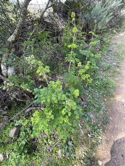 Thalictrum polycarpum, photographed by Dee Shea Himes