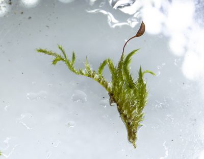 Sciuro-hypnum populeum, photographed by Tero Linjama