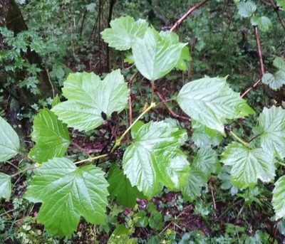 Viburnum sargentii, photographed by Николай Соболев